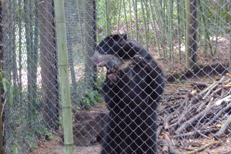 Bear on the prowl